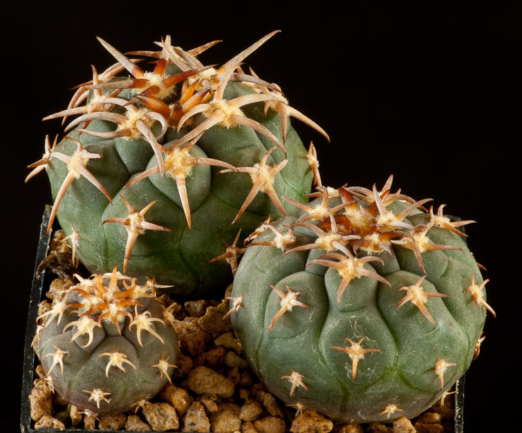 Gymnocalycium spegazzinii v. unguispinum SL 44b